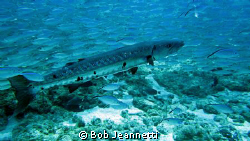Grand Barracuda in the middle of a large school of jacks by Bob Jeannetti 